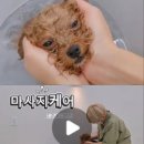 꼼꼼하개 이미지