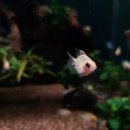 플랜츠비 이미지