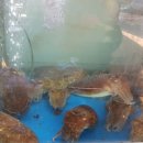 너울펜션 이미지