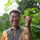 지리산산양삼