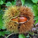 토실 토실 이미지