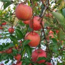 은혜농장 이미지