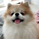 홍스비어 이미지