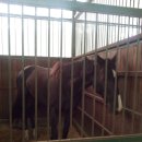 레이크밸리승마클럽 이미지