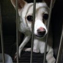 펫토피아동물병원 네이버블로그