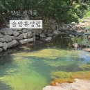 배내골펜션 솔밭휴양림 | 양산 배내골 계곡 솔밭휴양림 평상대여 크기 계곡 후기