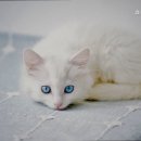 쇼독동물병원 이미지