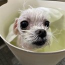 댕발란스 이미지