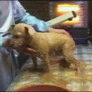 애견목욕탕 이미지