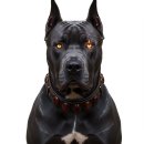 Bubble Dog | AI 이미지 생성 과정 : 구글 AI Studio, Whisk, Gemini Veo