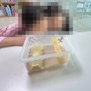동네사람 | 경기도파충류샵 | 경기도도마뱀분양 “동네사람들 파충류샵”크레스티드 게코 입양 후기