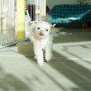 슈가 펫살롱 이미지