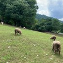 미남목장 이미지