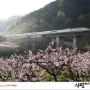 복사꽃마을 이미지