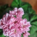 아리위드 이미지