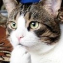 스마트아이케어 이미지