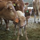 한우사육사 이미지