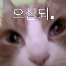 멋쟁이토마토