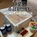 고흥 회포장 나로도수협회센터 갑오징어 참돔 회 시세 방문 후기