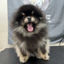 위위그루밍 네이버블로그