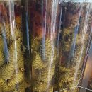 전원생활촌 이미지