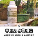 유황농산물 | 작물냉해를 막기위해 필요한 식물영양제 투바오 유황비료 사용 후기