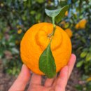 고은농장 | 5월 귤하우스(제주외물농장) 이야기...