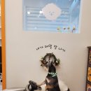 커몽커몽펫 이미지