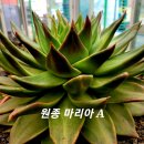 마리아A+ 이미지