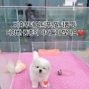 펫하우스(애견샵) 이미지