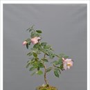 귀부인 Daum카페