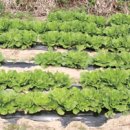 도곡리영농조합법인 이미지