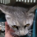 안중초등학교 이미지