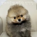 강아지분양 멍블랑 인천청라본점 네이버블로그
