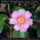 추위에 강한 동백 미국개발품종 판매-115번"명:윈터스 아이시클/Winter's Icicle(겨울고드름) 국내최초 판매 이미지