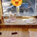 해피펫애견 이미지