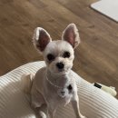 멍댕이 애견유치원 이미지