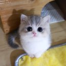 프렌즈 | 먼치킨고양이분양 직접 다녀온 강남 캣프렌즈 후기