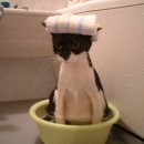 목욕하는고양이 이미지