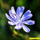 치커리(chicory) 이미지