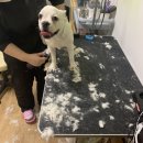 복골온천 애견스파 이미지