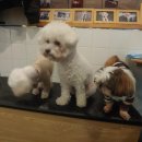 동건스애견카페 이미지