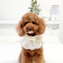 레이스가 예쁜 헤이플러피 강아지케이프