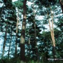 소나무숲 이미지