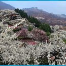 청매실농원 이미지