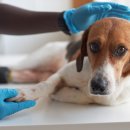 원당동물병원 이미지