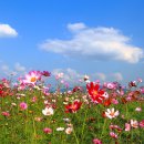 코스모스 이미지