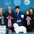 사비켄넬 이미지