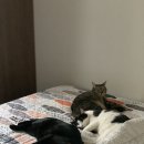 집사공간 | [리뷰] (내돈내산) 집사공간 사막화 없는 벤토나이트 고양이 모래 추천