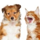 천안모아동물병원 이미지